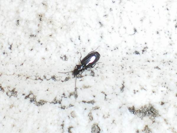 2 mm di Carabidae: Microlestes